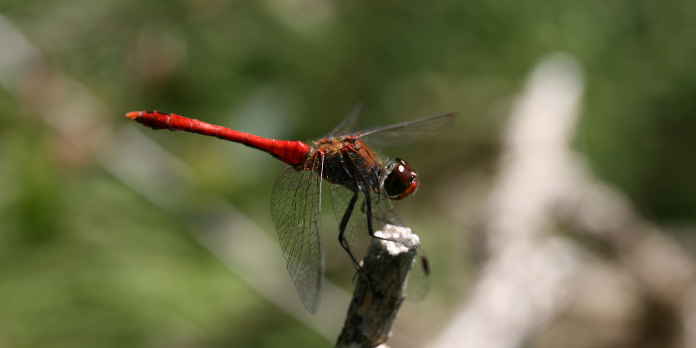 Sympetrum rouge sang